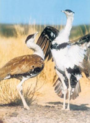 Extinct from greener district! | माळढोक जिल्ह्यातून नामशेष!