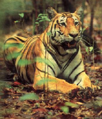 Under the screw 'Buzar' area directors | पेंचचे ‘बझर’ क्षेत्र संचालकांच्या नियंत्रणात