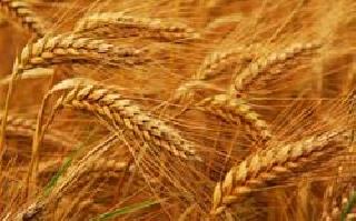 100 million tonnes of wheat will be sold in the market | १०० लाख टन गहू बाजारात विकणार