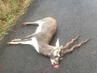 The bus collapsed in the bus | बसच्या धडकेत काळवीट ठार The bus collapsed in the bus | बसच्या धडकेत काळवीट ठार