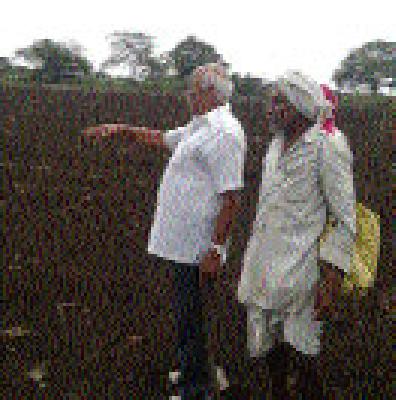 Soyabean seed soaps on 150 acres | दीडशे एकरावरील सोयाबीन बियाणे मातीत