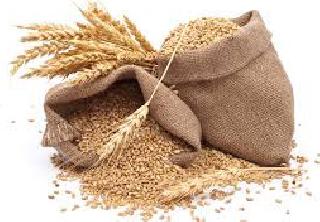Do not declare bonuses on wheat, rice | गहू, तांदळावर बोनस घोषित करू नये