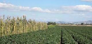 Decrease in the field of rice cultivation | भात लागवड क्षेत्रात घट Decrease in the field of rice cultivation | भात लागवड क्षेत्रात घट