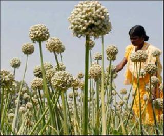 The production of kharif crops will decrease | खरीप पिकांचे उत्पादन घटणार