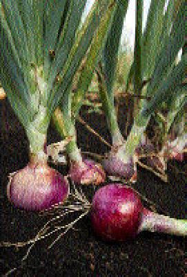 Onion seed is a record high | कांदा बियाणाला विक्रमी भाव Onion seed is a record high | कांदा बियाणाला विक्रमी भाव