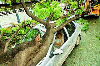 The sudden collapse of the tree on the car | कारवर अचानक कोसळले झाड