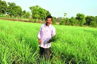 They made successful tea plantation! | ‘त्यांनी’ यशस्वी केली गवती चहाची शेती!