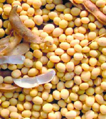Seed prices have suddenly increased! | बियाण्यांचे भाव अचानक वाढले!