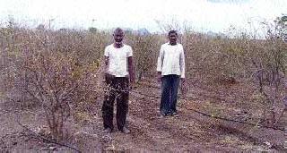 Dingibagga Due to lack of rain | पावसाअभावी डाळींबबागा करपल्या Dingibagga Due to lack of rain | पावसाअभावी डाळींबबागा करपल्या