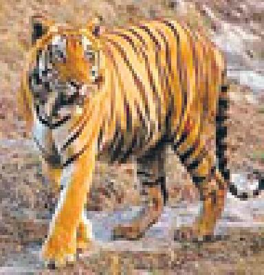 44 tigers die in five years | पाच वर्षांत ४४ वाघांचा मृत्यू