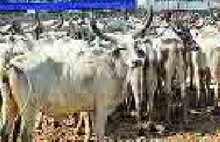 The absence of green fodder | हिरव्या चाऱ्याअभावी जनावरांचे हाल