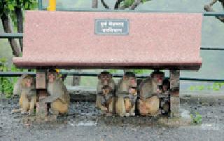 Motherhood Prediction ... | मातृत्वाची प्रचिती... Motherhood Prediction ... | मातृत्वाची प्रचिती...