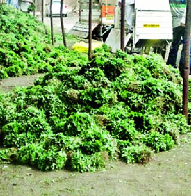 Cosimer Judy 65 rupees | कोथिंबीर जुडी 65 रुपये Cosimer Judy 65 rupees | कोथिंबीर जुडी 65 रुपये