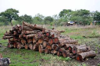 The forest department caught an illegal sagar in Pimpalri Shivar | वन विभागाने पिंपळदरी शिवारात अवैध सागवान पकडले