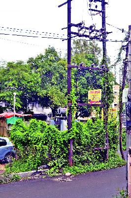 Interesting: | वेलींच्या विळख्यात रोहित्र :