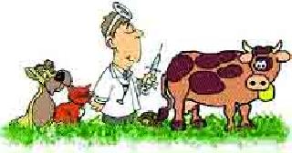 Sawvakhh for the livestock nursing | सव्वालाख पशुधनासाठी डॉक्टरांची वानवा