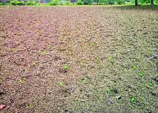 500 complaints of soybean have been filed! | सोयाबीनच्या साडेपाचशे तक्रारी दाखल !