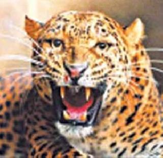 Area duplicate | क्षेत्रफळाच्या दुप्पट बिबटे