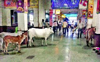 Railway junction: Passengers get rid of Manmad at Manmad station | रेल्वे जंक्शन : मनमाड स्थानकावर प्रवाशांना हकनाक मनस्ताप Railway junction: Passengers get rid of Manmad at Manmad station | रेल्वे जंक्शन : मनमाड स्थानकावर प्रवाशांना हकनाक मनस्ताप