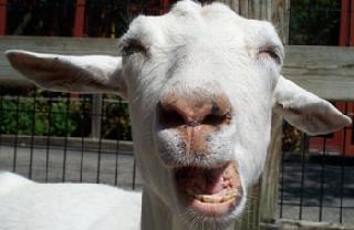 The hands of a ten-year-old son were broken as a goat stole | बकरी चोरली म्हणून दहा वर्षाच्या मुलाचे हात तोडले