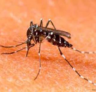 Dangi found 26 patients | डेंगीचे 26 रुग्ण सापडले