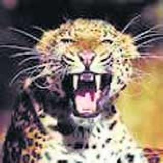 The death of the leopard due to the drift of the train | रेल्वेच्या धडकेने बिबट्याचा मृत्यू The death of the leopard due to the drift of the train | रेल्वेच्या धडकेने बिबट्याचा मृत्यू