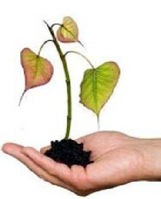 Yelendrie Tree | येलदरीत वृक्षलागवड