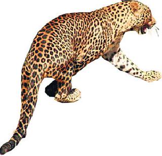 A killer, three farmers: a bilateral tussle between Tiger attack | वाघाच्या हल्ल्यात एक ठार, तीन शेतक:यांची बिबटय़ाशी झुंज