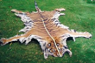 Nagpur 'Top' in the Foreclosure! | वनगुन्ह्यांत नागपूर ‘अव्वल’! Nagpur 'Top' in the Foreclosure! | वनगुन्ह्यांत नागपूर ‘अव्वल’!