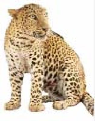 Itolii leopard Jeraband | इटोलीत बिबट्या जेरबंद