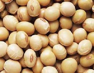 Soybean sown on hundreds of hectares sown! | शेकडो हेक्टरवरील सोयाबीन पेरणी उलटली!