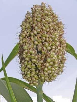 Jowar sowing increased | ज्वारीचा पेरा वाढला