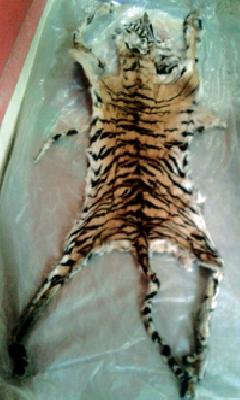 The smugglers with the skin of Tiger were arrested | वाघाच्या कातडीसह तस्करांना अटक