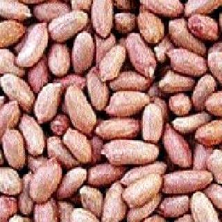 Peanuts-Sabudana rose! | शेंगदाणा-साबुदाणा वधारला!
