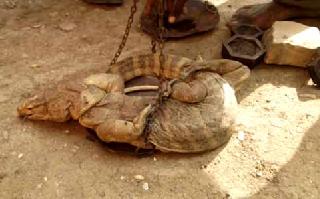 Rarely open slaughterhouse | दुर्मीळ घोरपडची खुलेआम कत्तल