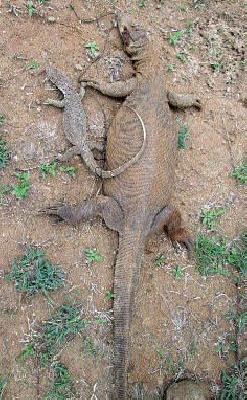 Snake hunting and smugglers | घोरपडीची शिकार व तस्करीही