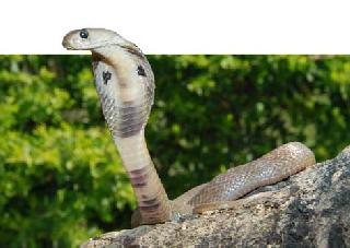 Milk, turmeric and pomegranate damage to the snake | दूध, हळद-कुंकू सापाच्या आरोग्यास हानीकारक