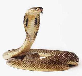 The snakebite is a natural disaster | सर्पदंश ही नैसर्गिक आपत्ती ठरावी