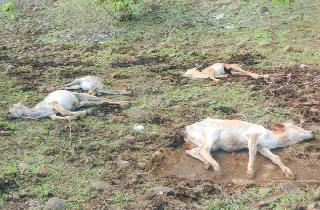 The animals died in the cold! | मृत्युमुखी पडलेल्या जनावरांचा सर्व्हे थंडबस्त्यात!