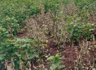 11,182 hectares of agricultural land in Akola district | अकोला जिल्हय़ात ११ हजार १८२ हेक्टर शेतीचे नुकसान