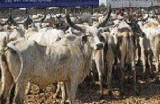 Kamdhenu scheme on paper | कामधेनू योजना कागदावरच