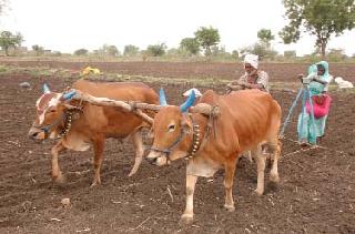 Sowing on 6 lakh hectares | ६ लाख हेक्टरवर पेरण्या