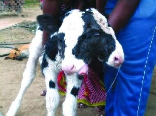 Two-stroke awkward claw in a far distance | दूरगावात दोन तोंडाचे विचित्र कालवड