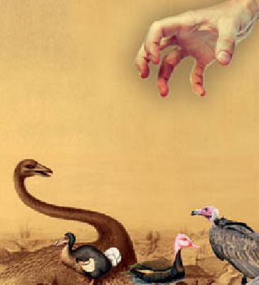 On the way to extinction | नामशेष होण्याच्या मार्गावर