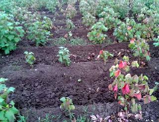 Seed germination capacity decreased | बियाण्याची उगवण क्षमता घटली