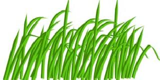 Carrot grass empire over 500 million hectare area in the country! | देशात पन्नास लाख हेक्टर क्षेत्रावर गाजर गवताचे साम्राज्य! Carrot grass empire over 500 million hectare area in the country! | देशात पन्नास लाख हेक्टर क्षेत्रावर गाजर गवताचे साम्राज्य!