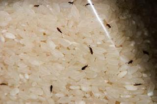 Scabby insects | खिचडीत किडे