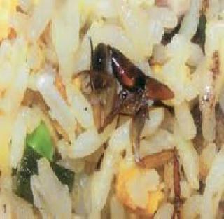 One lacquer penalty due to fasting in the food | जेवणात झुरळ सापडल्यामुळे एक लाखाचा दंड