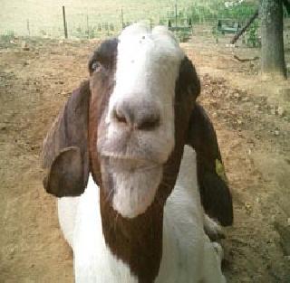 Decrease in the number of goats and goats | शेळ्या-मेंढ्यांच्या संख्येत घट