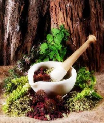 Herb day | जडीबुटी दिन Herb day | जडीबुटी दिन